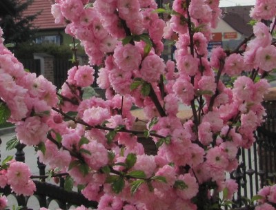 сакура3