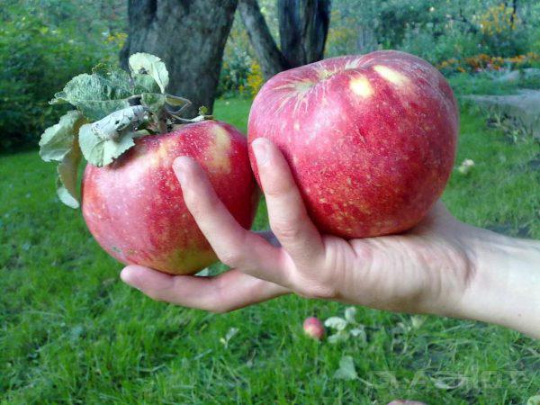 Сорт яблони Апорт