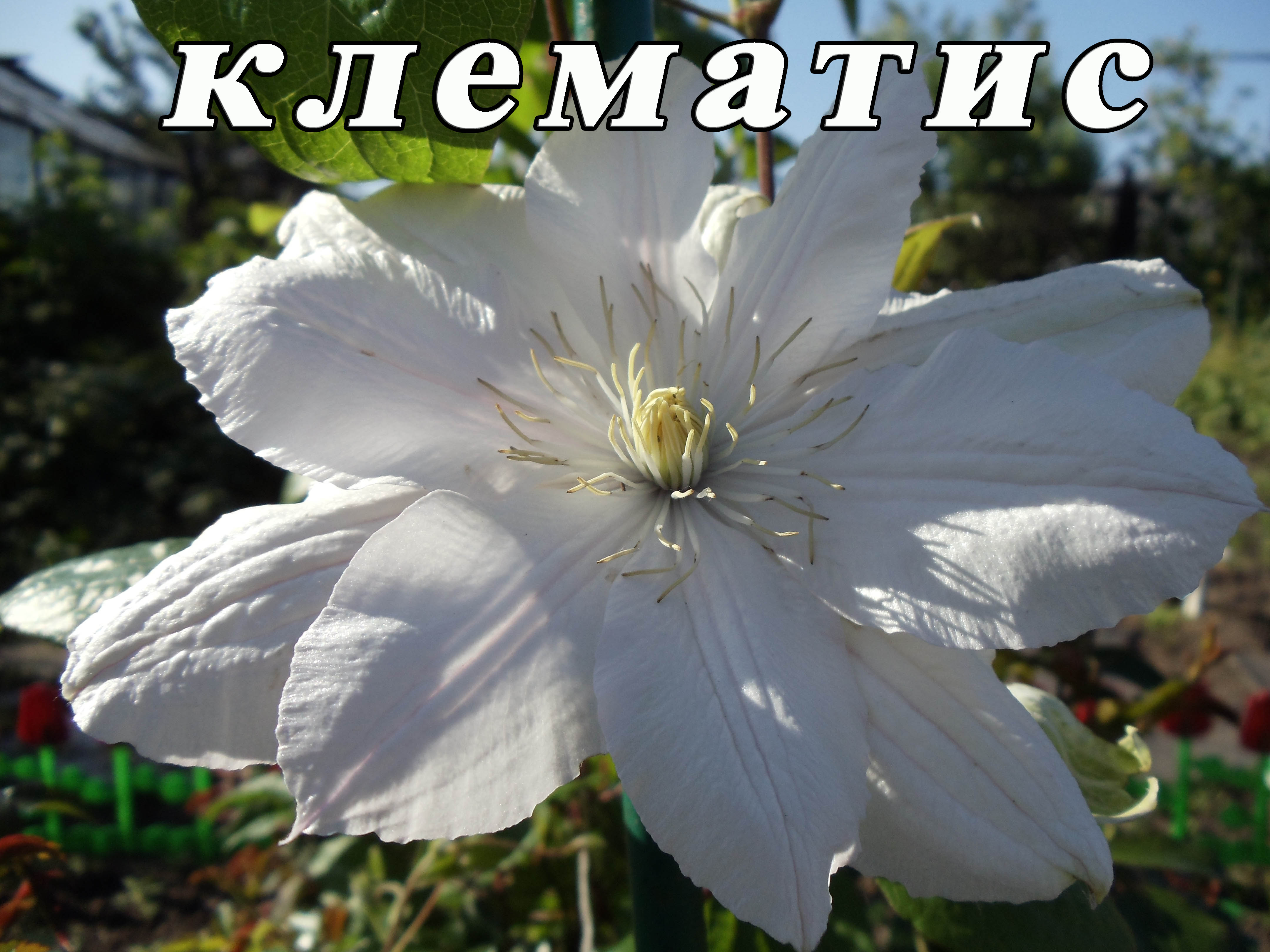 Клематис   Чайка