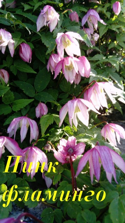 IMG-09e10d0a7cb0b19f475373b76c15309c-V