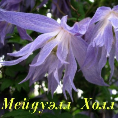 IMG-20200421-WA0000
