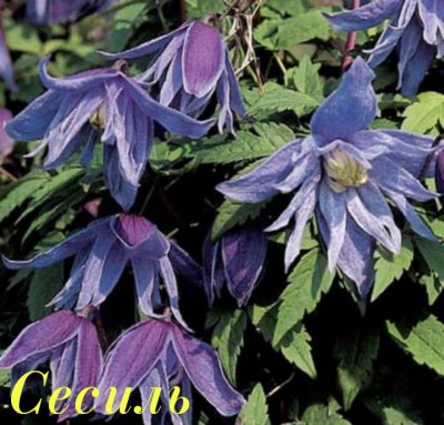 IMG-6b732c3a0507cae9e9122f360cceb8d2-V