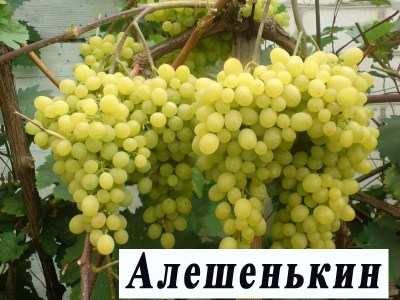 алешенькин004