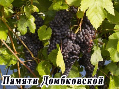 виноград
