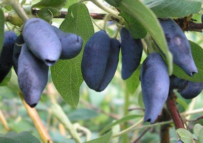 камчадалка2
