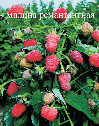 малина-брилиантовая1