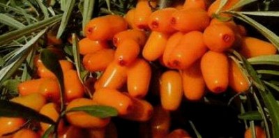 облепиха11