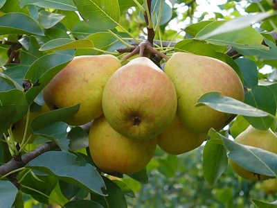 радужная