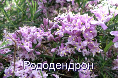 рододендрон1