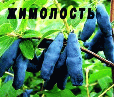синеглазка-1